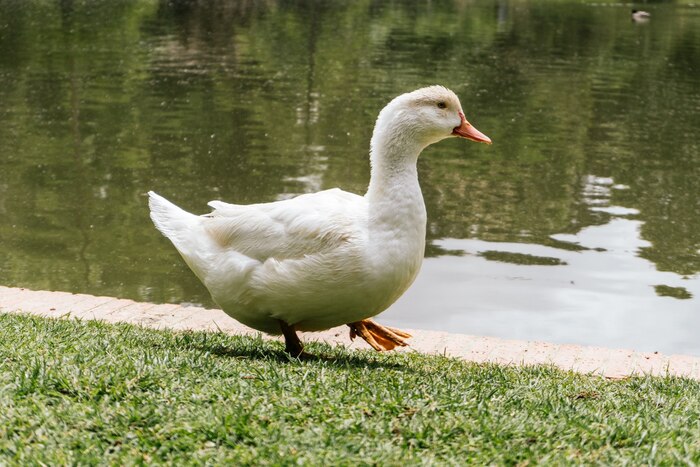 Closeup shot of a duck near a pond in a zoo