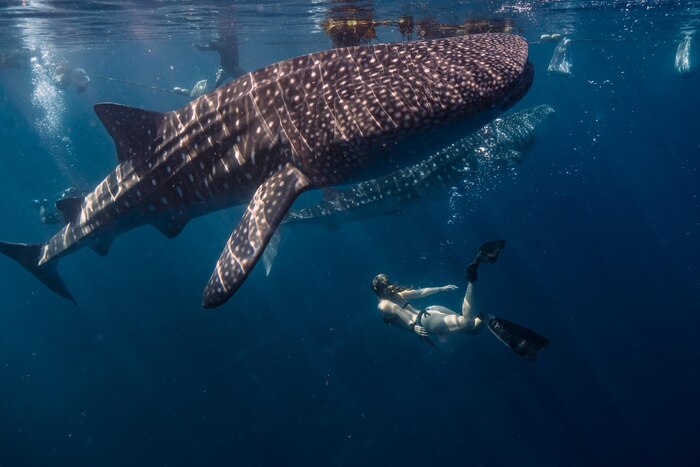 Female diver under the water with whale sharks rhincodon typus