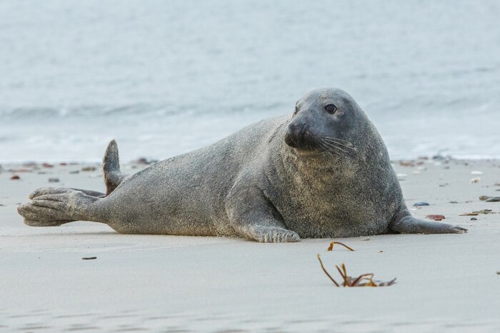 Seal on the beach on dune island near helgoland