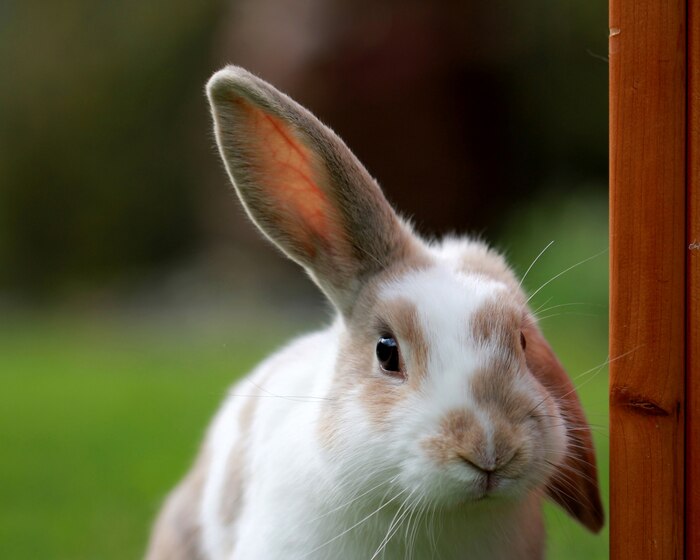 Cute white and brown rabbit with one ear up in a green field