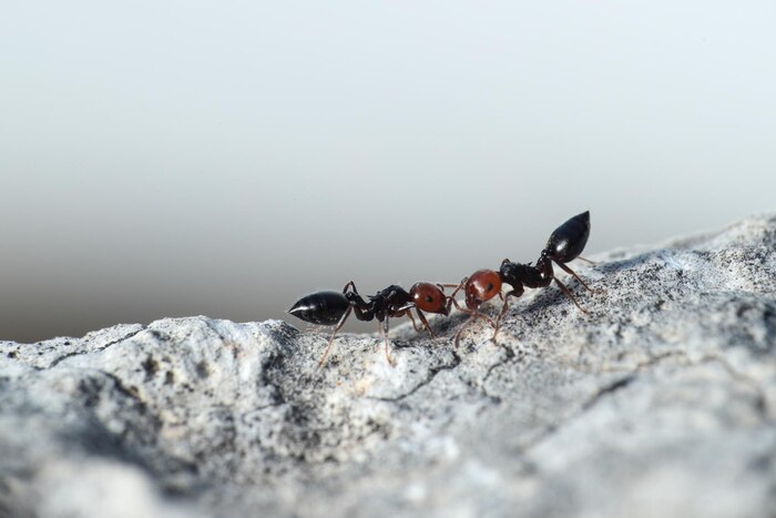 Cocktail ants crematogaster scutellaris comunicating malta mediterranean