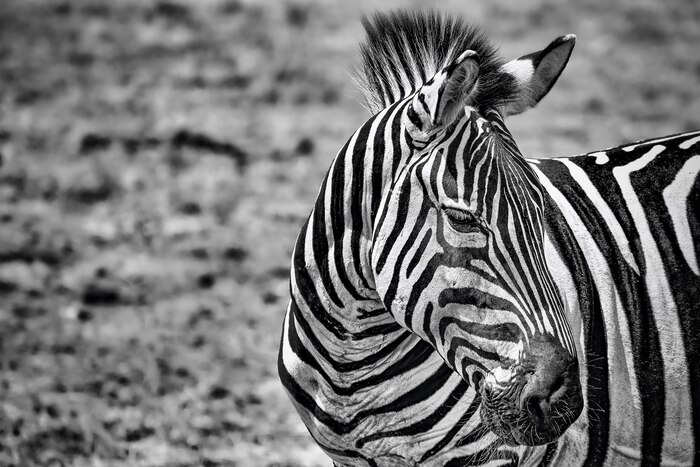 Greyscale closeup of a zebra in a field under the sunlight