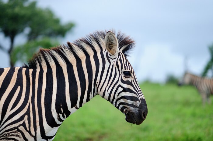 Selective focus shot of a beautiful zebra on a field covered with green grass