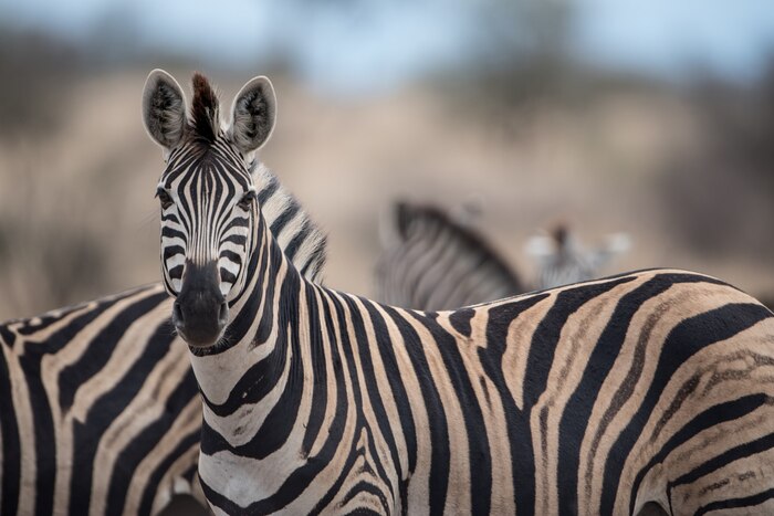 Selective focus shot of a beautiful zebra with a blurred background