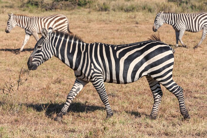 Zebras in grasslands