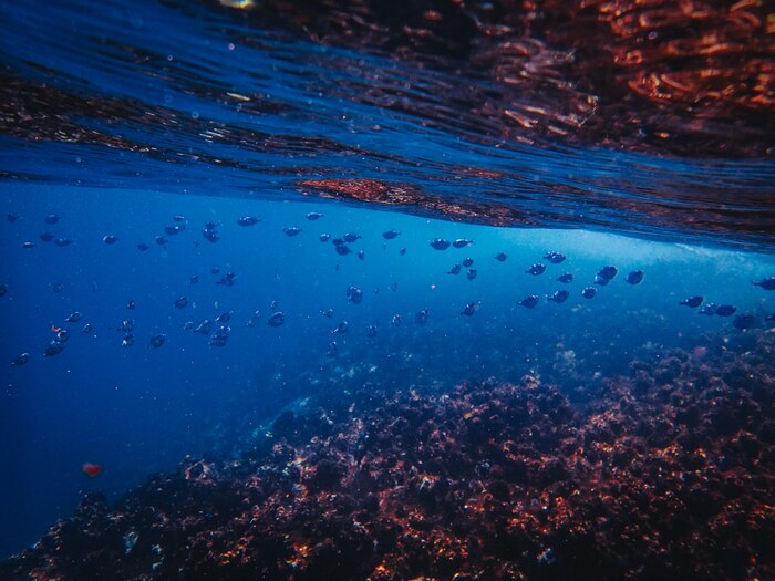 Beautiful shot of fishes swimming in the ocean