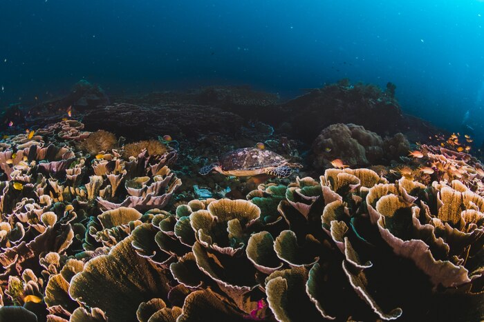 Corals and sponges around a thriving tropical coral reef