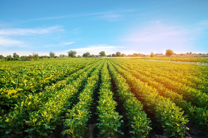 Potato plantations grow in the field. vegetable rows. farming, agriculture. landscape