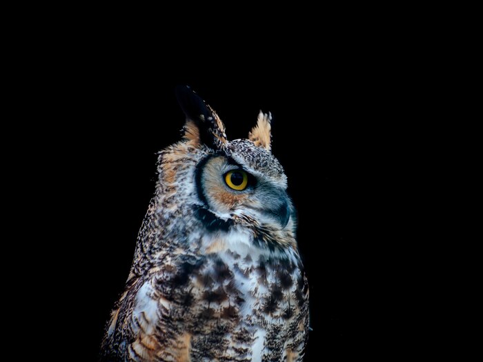 Amazing shot of a beautiful owl isolated on a black distance