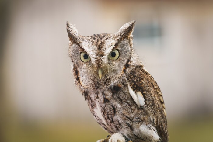 Closeup of beautiful owl