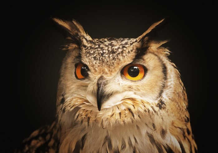Closeup shot of a beautiful owl looking