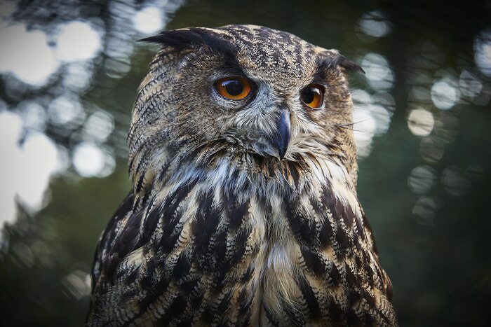 Selective focus shot of an owl