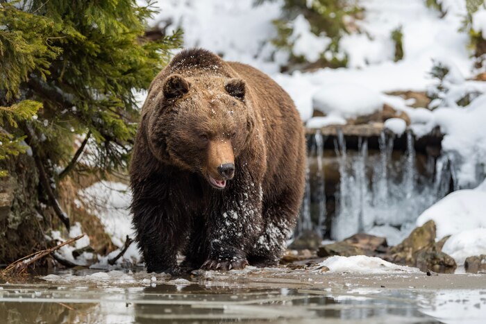 Close wild big brown bear near a forest lake