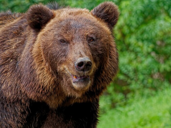 Closeup shot of a brown bear in the forest