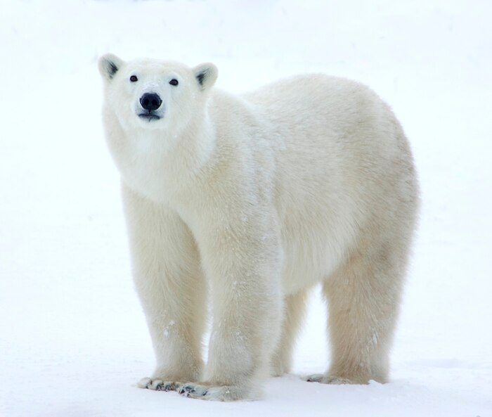 Polar bear standing in field