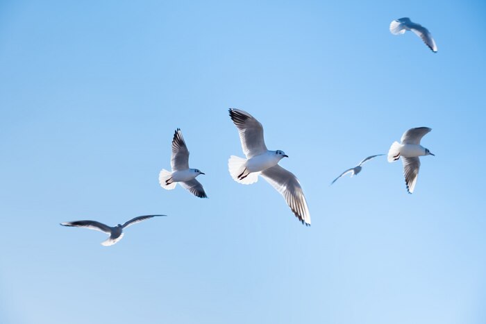 Seagulls birds fly in the blue sky