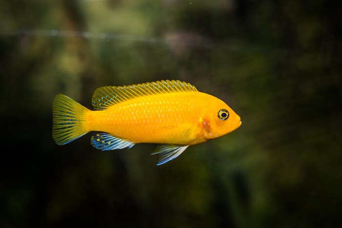 Selective shot of the aquarium yellow  cichlidae fish