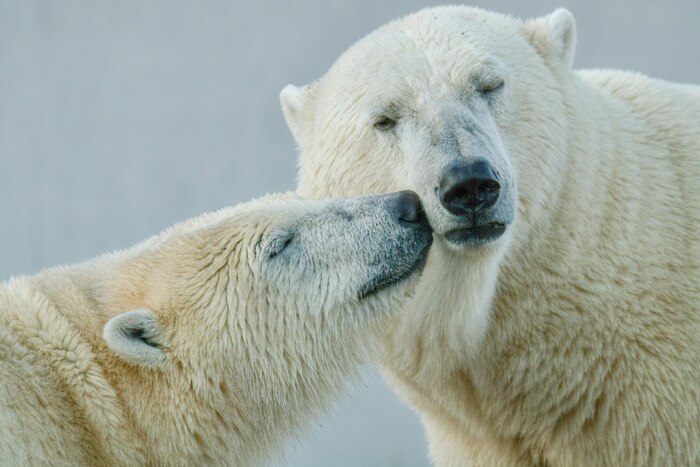 Closeup of a couple of polar bears ursus maritimus