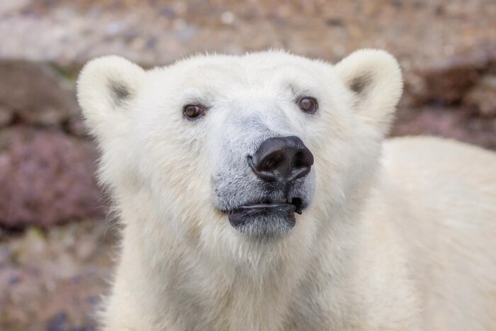 Muzzle of a wild animal polar bear