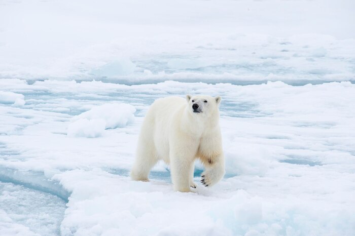 Polar bear walking on the ice in arctic
