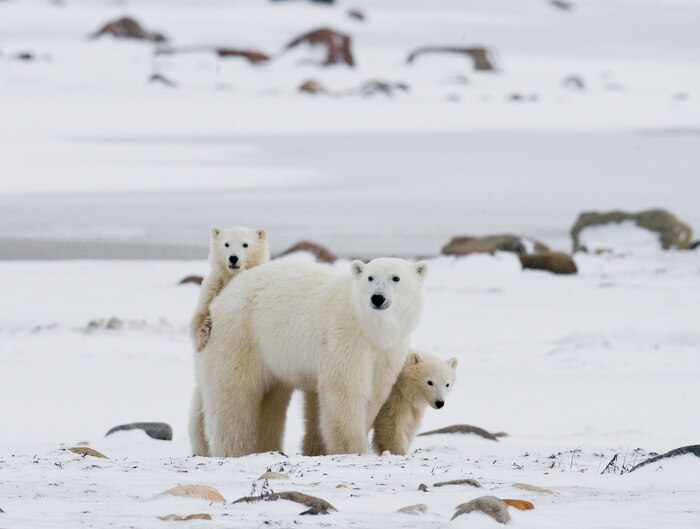 Two polar bears playing with each other in the snow