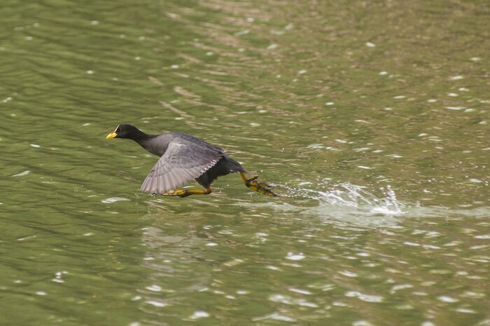 Beautiful shot of a goose flying over a reflective pond