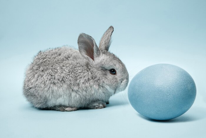 Easter bunny rabbit with blue painted egg on blue wall